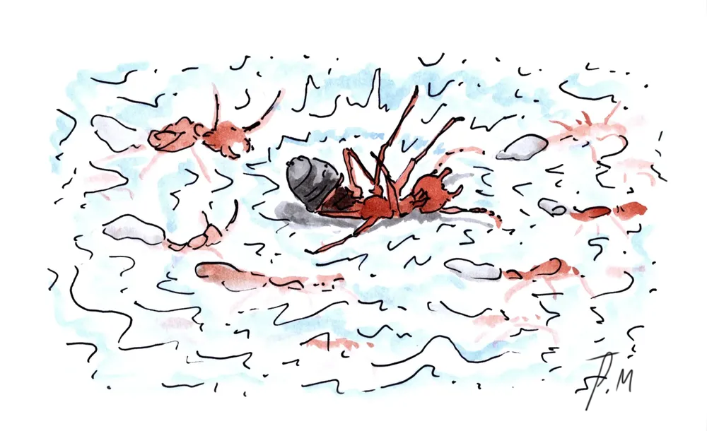 Dessin 2025