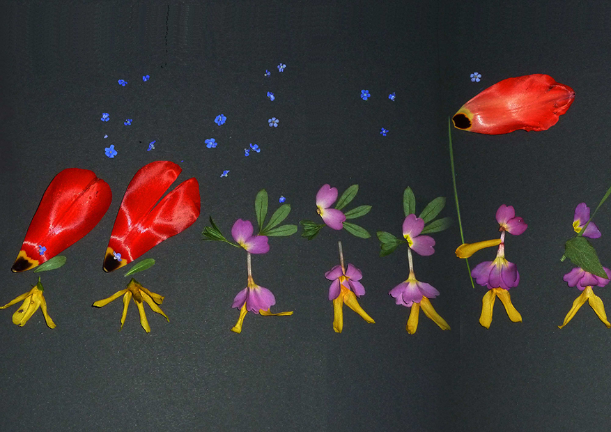 La Grande parade du printemps Composition florale sur papier noir, François Monthoux, avril 2011