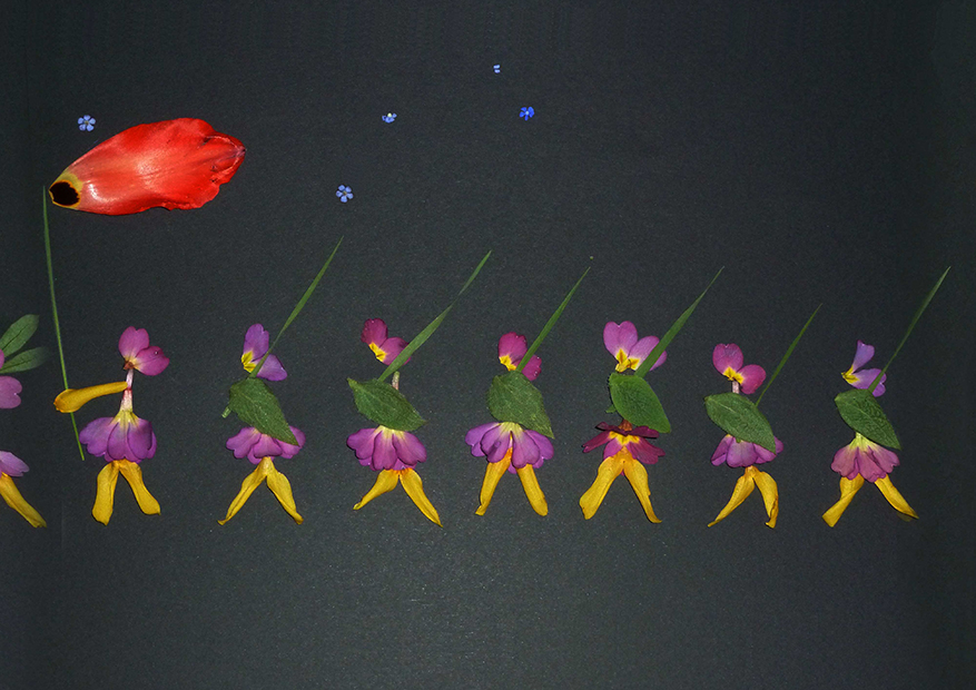 La Grande parade du printemps Composition florale sur papier noir, François Monthoux, avril 2011